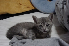 とうちゃんはチワワのレオ兄ちゃんと暮らしていたのでレオ・ジュニアになったんだ。