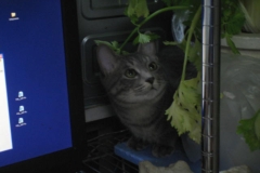 人なつっこいけど警戒心はつよい