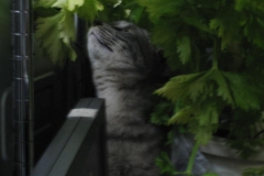 口元から下は白かった。