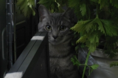 名前を呼ぶと普段なら鳴く