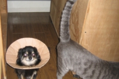 しっぽはまっすぐで長い