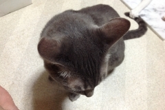 頭はくろっぽい