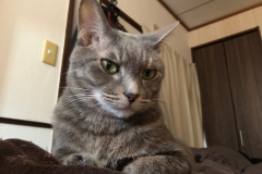 ヤセても目力はある。