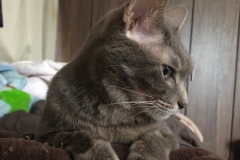 手？は大きい。