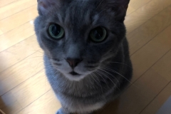 なにかしてほしいときは、みつめて すわる。