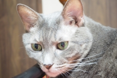 こんなふうに見える時もあるんだ。