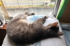 こうやっていつも外を見てた。